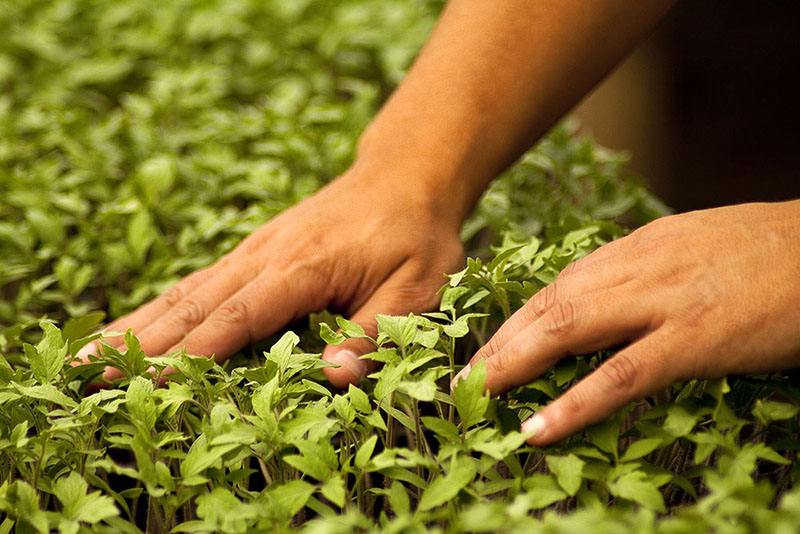 Las nuevas generaciones de agrónomos asumen su responsabilidad con el ambiente